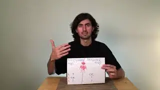 Кривые стратегии. Как наши базовые потребности адаптируются к реальности.