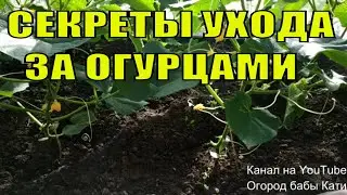 Как формировать огурец? Почему желтеют завязи огурца? Паутинный клещ как бороться?