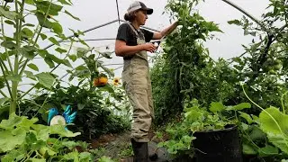 This is Kinda Harsh but it Needs to Be Done | Huge Harvest, too!