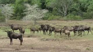 Ramsar Wetland - Ndumo Game Reserve in KwaZuluNatal