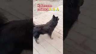 Вот такие красавчики бегают на Кубани🙏🙏🙏❤ #собака #рекомендации #shorfs