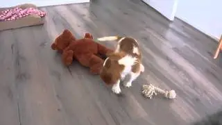 Wilson, pup compilation