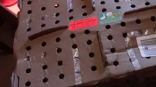 Chicks & Ducklings Arrive by Mail!