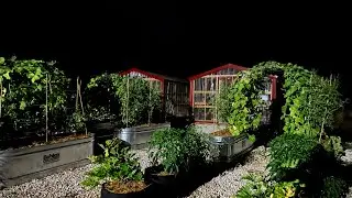Fish Tea & Garden Update