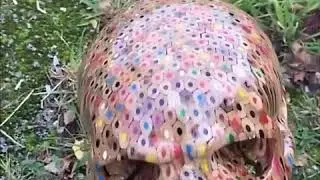 Череп сделан из 645 цветных карандашей.