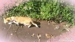 Só pra variar😹,passeando pelo bairro de novo!!!!!!               Tuca Tuquinha.