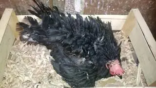 بركولى الكنز بتاعى طلع Shack the chicks