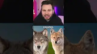 This is how you tell difference between wolves and cayocis #shorts #short #fact #facts #new