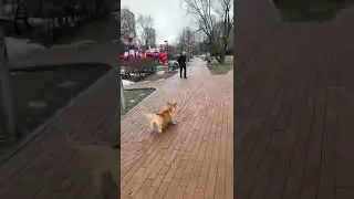 Если у тебя есть собака, то быть тебе футболистом