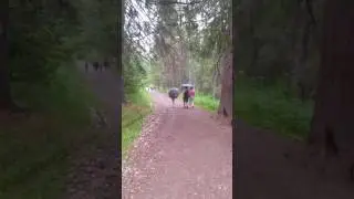 Идём на столбы 5