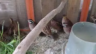 Northern Bobwhite Quail
