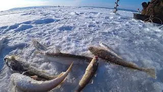 В поисках зубаря, навага клюет