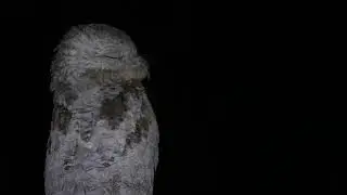 Mãe-da-lua-gigante ou Urutau-grande e lobete gritando ao fundo