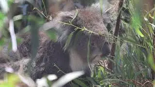 Cute Koala having lunch at the Melbourne Zoo