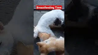 Breastfeeding, love love