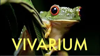 ECOSYSTEM VIVARIUM COMPLETE! Ants, frog, crab, termites and so much more in harmony?