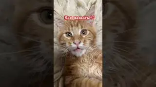 Мейн-кун #shorts #кот #симба