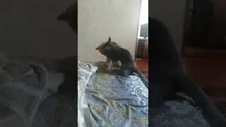 Серый начинает-Рыжий выигрывает