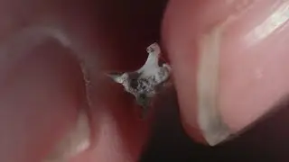 Searching for Bat Fossils in Colombia