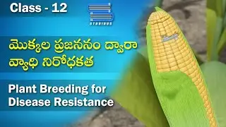 మొక్కల ప్రజననం – Plant breeding for Disease resistance | Biology Telugu | Class 12 Bipc 2nd year