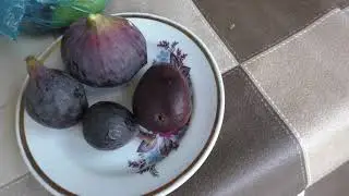 Инжир Чёрная Бурса и другие сорта