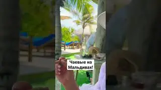 #мальдивы2023#чаевыенамальдивах#отпуск2023#кудапоехатьвотпуск