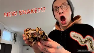 We Got Another Python! (INSANE COLORS!)