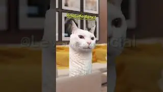 Кот решил пожениться😱#хочуврек#котики#футажи#shorts Автор звука:@kikkadim