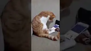 telefon bağımlısı kedi..#enkomikkedivideoları