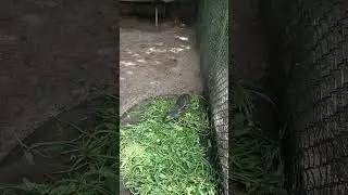 Smallest Deer in the world