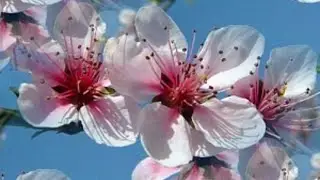 ЛЕТО (Чайковский)
