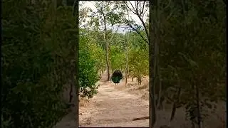 Peacock dance at form house