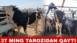 KATTA BUQA TAROZIDAN QAYTI ZANG MOLBOZORI