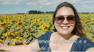 Plantacao de girasol