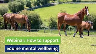 Webinar: How to support equine mental wellbeing