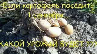 Если КАРТОФЕЛЬ посадить 1 сентября...  КАКОЙ УРОЖАЙ БУДЕТ ???