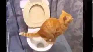 Кот который сам ходит на унитаз )