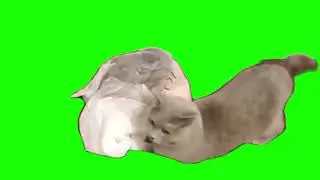 green screen cute cat learns to disappear