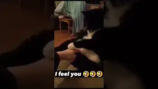 A cats weakness. Mine too. 🐱 #viral #funny #shorts
