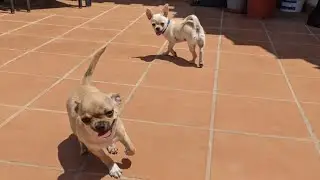 Pablo & Luna - Chihuahua Puppies playing in the sun
