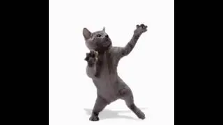 This is a cat dancing