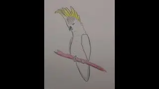 Как нарисовать попугая какаду с желтым хохолком