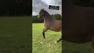 She is fire 🔥 this is her favourite move to offer at liberty! #libertyhorsemanship #dressage