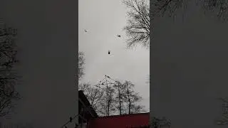 Сиреневая игра с греблей и удая голубка молодые.