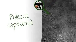 Polecat in Wales - Camera trap video