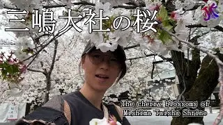 三嶋大社の桜 The cherry blossoms of Mishima Taisha Shrine