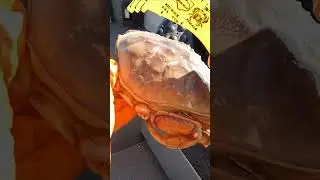 Crab Measure REQUIRED???