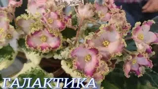 №893/ ВЫСТАВКА цветов и ОРХИДЕЙ в т/ц ГАЛАКТИКА г. Краснодар. 2 часть