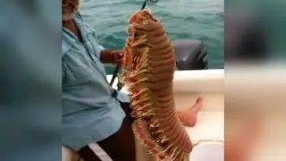 Морские гады, которых едят во Вьетнаме