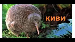 Киви - большой пушистый шар.